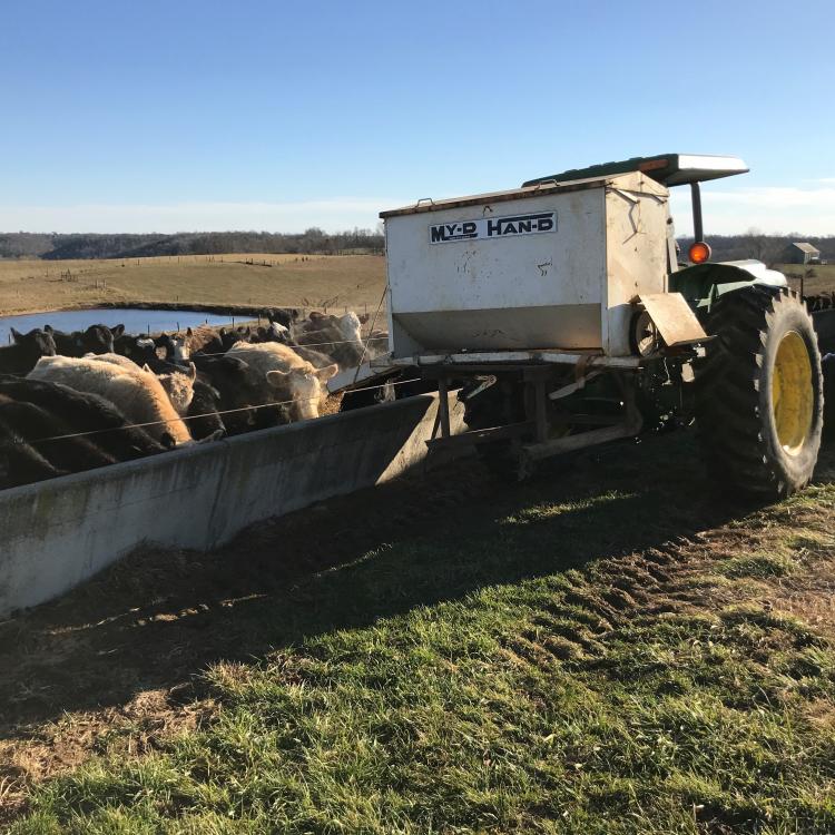  feeding cattle